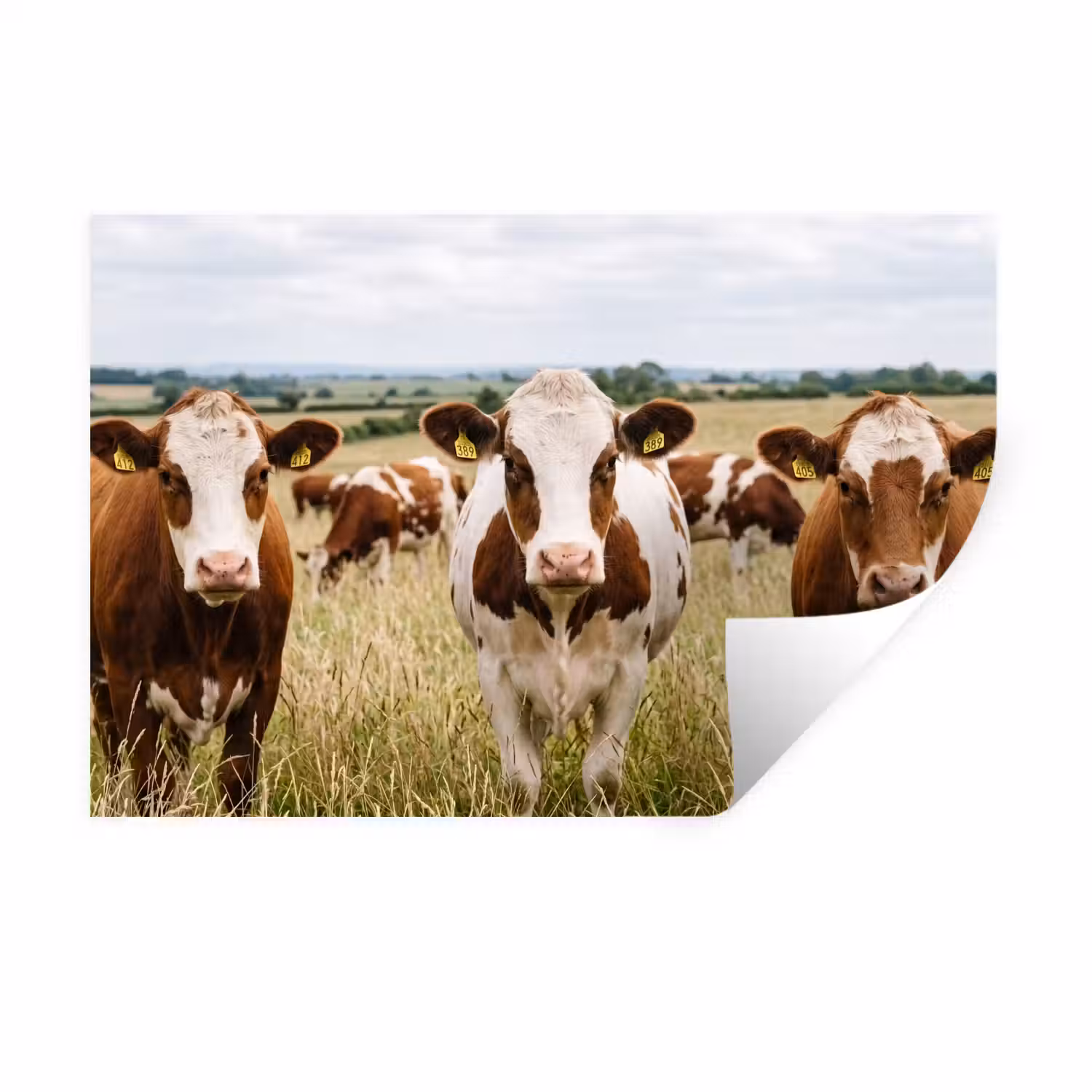 Koeien - Portret - Weide - Boerderij - Nieuwsgierig Muursticker klein -3d