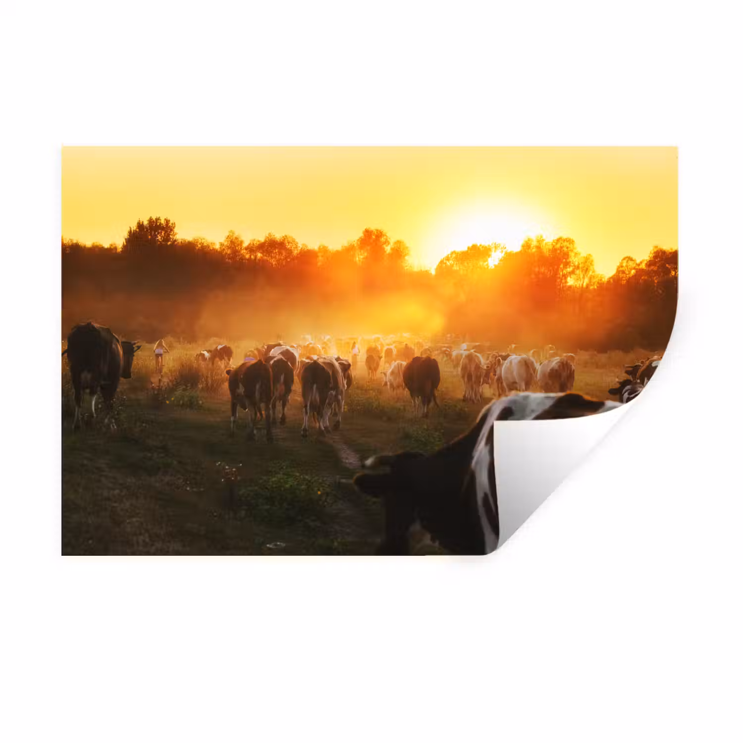 Koeien - Zonsondergang - Weiland - Dieren Muursticker klein -3d