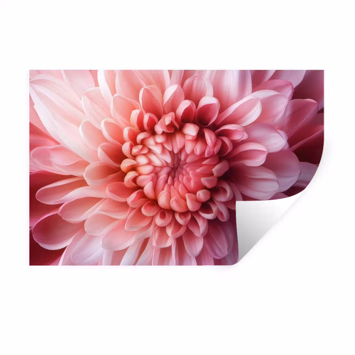Dahlia - Bloem - Close up - Roze Muursticker klein -3d