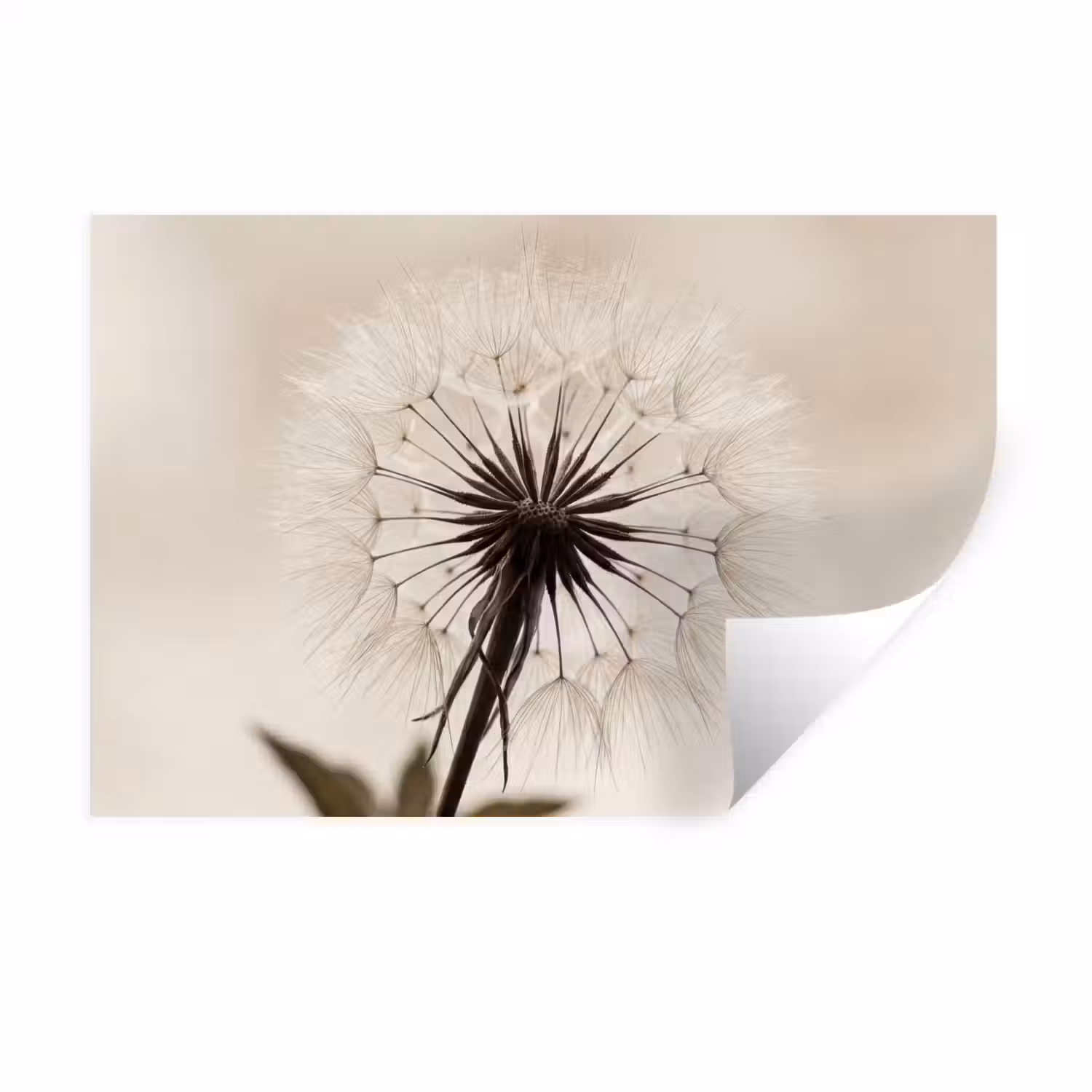Paardenbloem - Minimalistisch - Wit Muursticker klein -3d