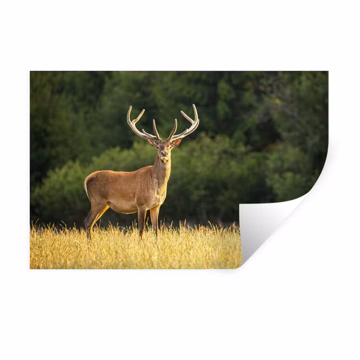 Hert - Gewei - Gras - Natuur - Dieren - Groen Muursticker klein -3d