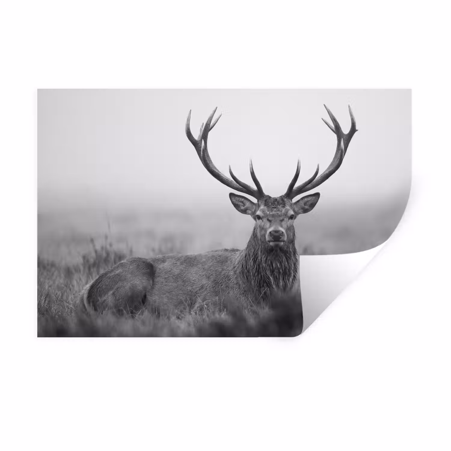 Hert - Mistig - Zwart - Wit Muursticker klein -3d