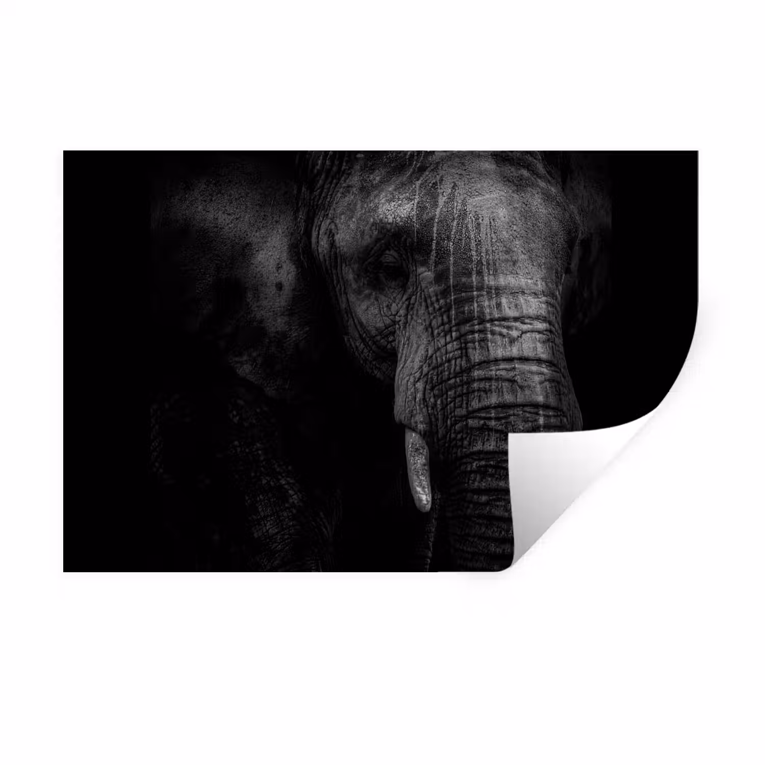 Olifant - Dier - Portret Muursticker klein -3d