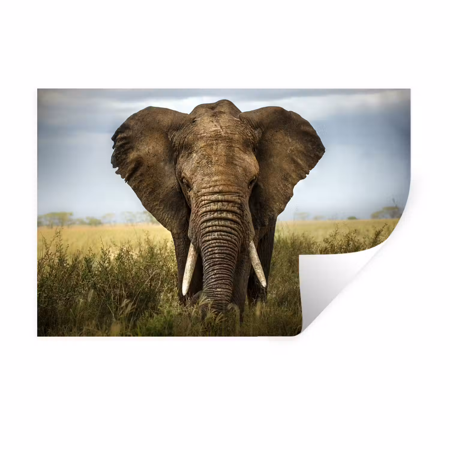 Olifant - Natuur - Gras - Dieren - Landschap Muursticker klein -3d