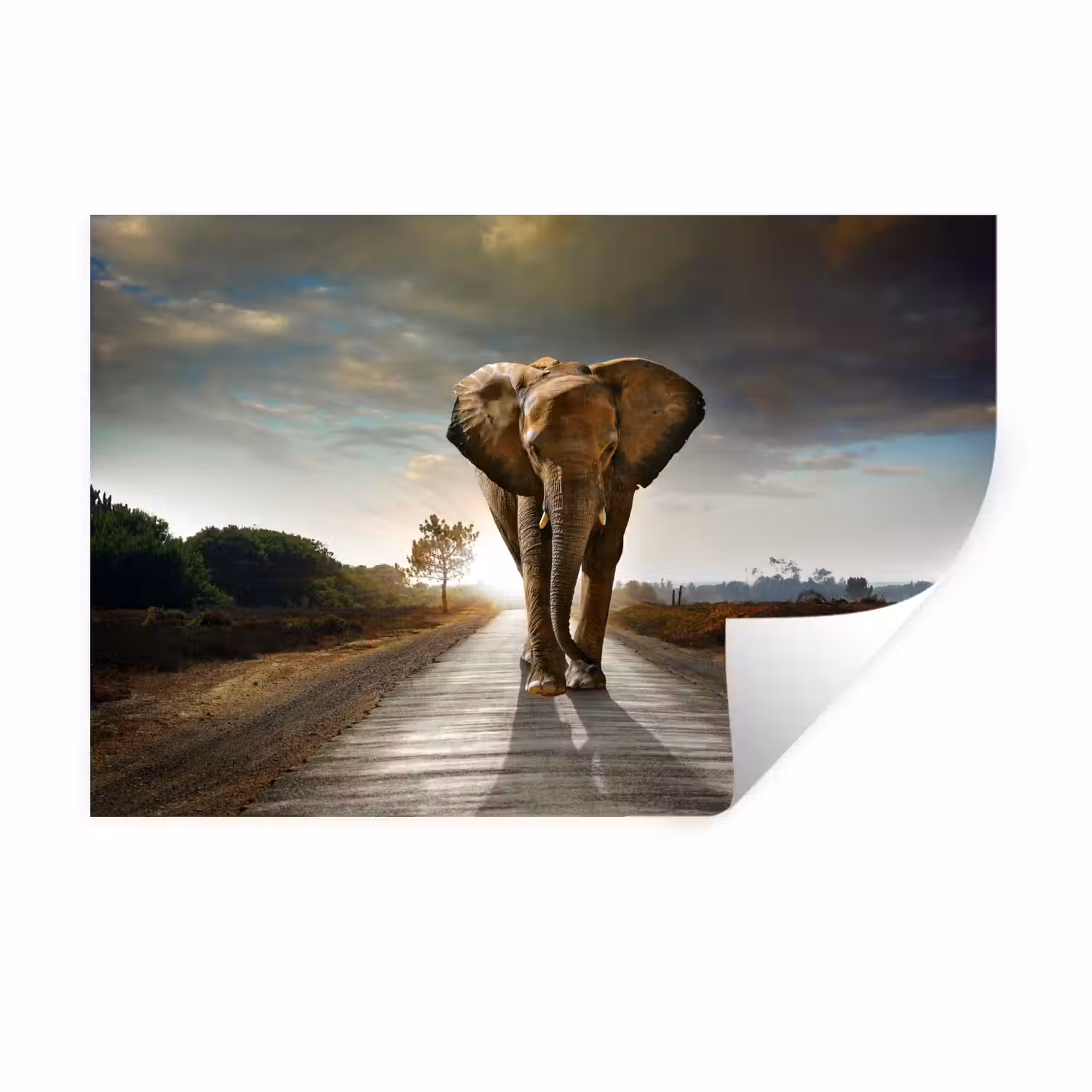 Olifant - Weg - Dieren - Zonsondergang - Landschap Muursticker klein -3d