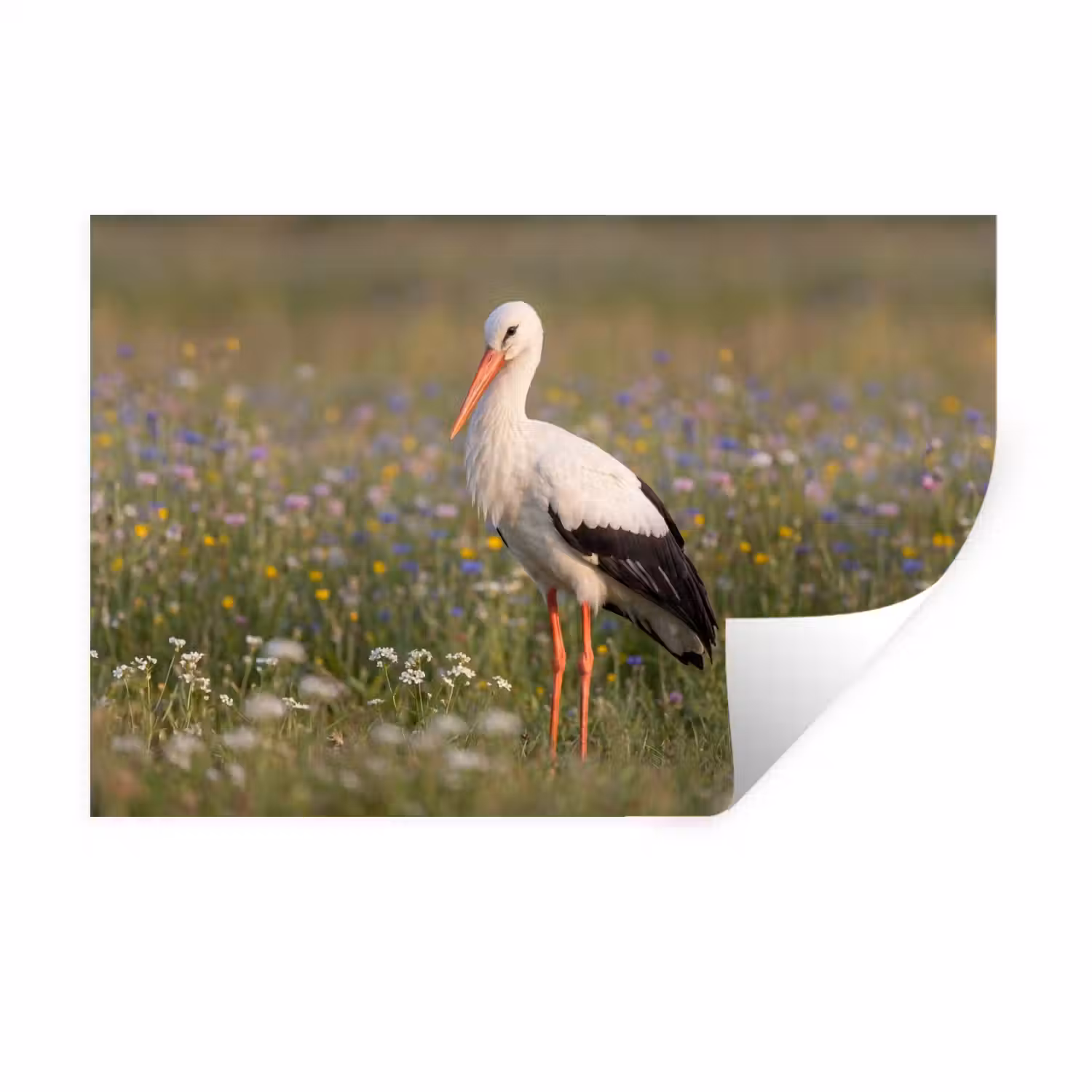 Ooienvaar - Bloemen - Weide - Kleurrijk Muursticker klein -3d