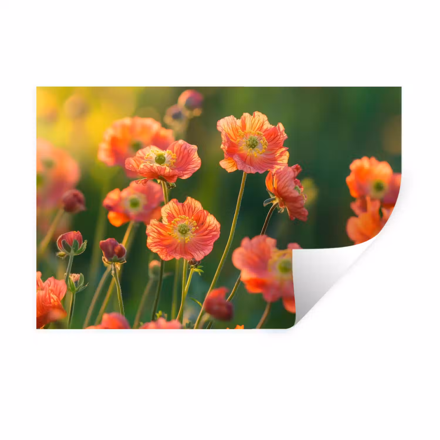 Bloemenveld - Zonnestralen - Oranje Muursticker klein -3d