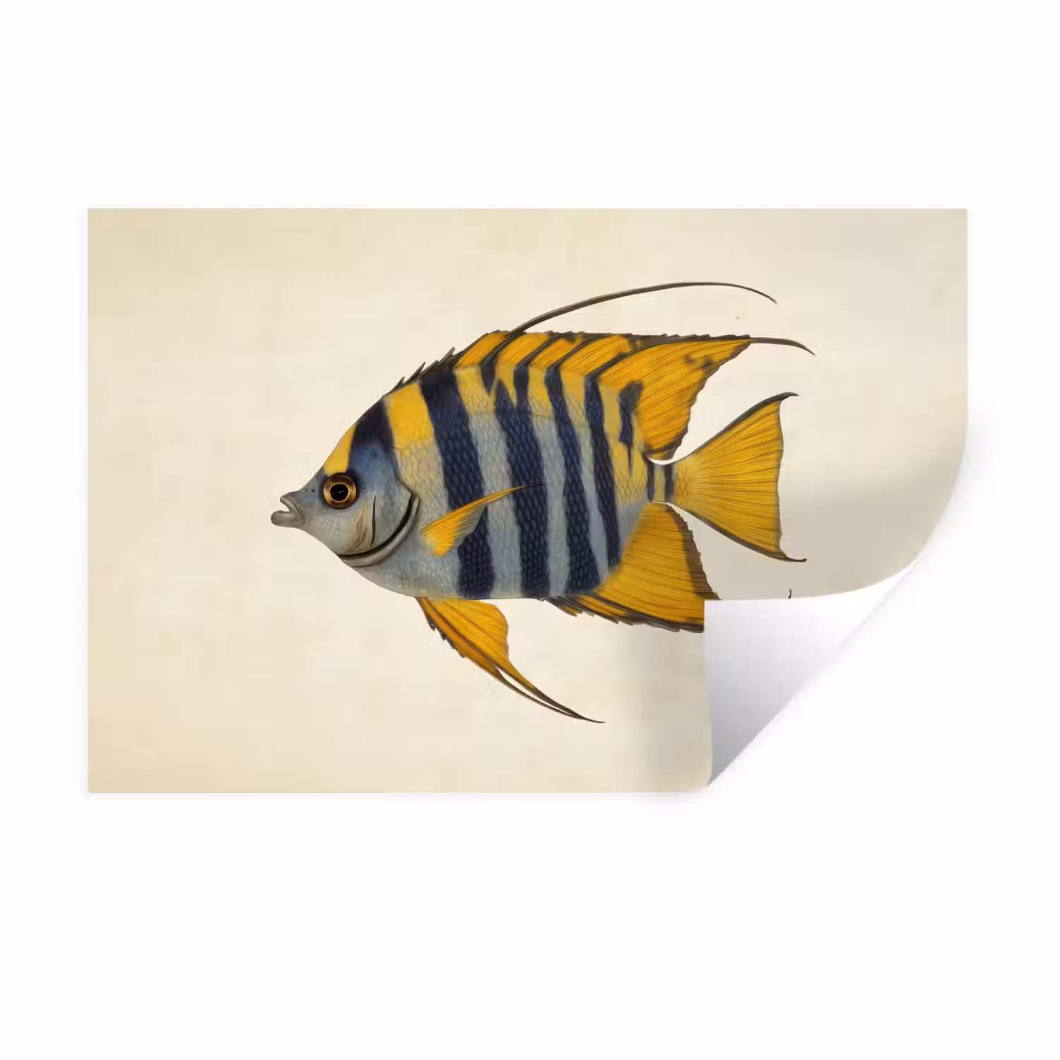 Vis - Sierlijk - Vinnen - Illustratie Muursticker klein -3d