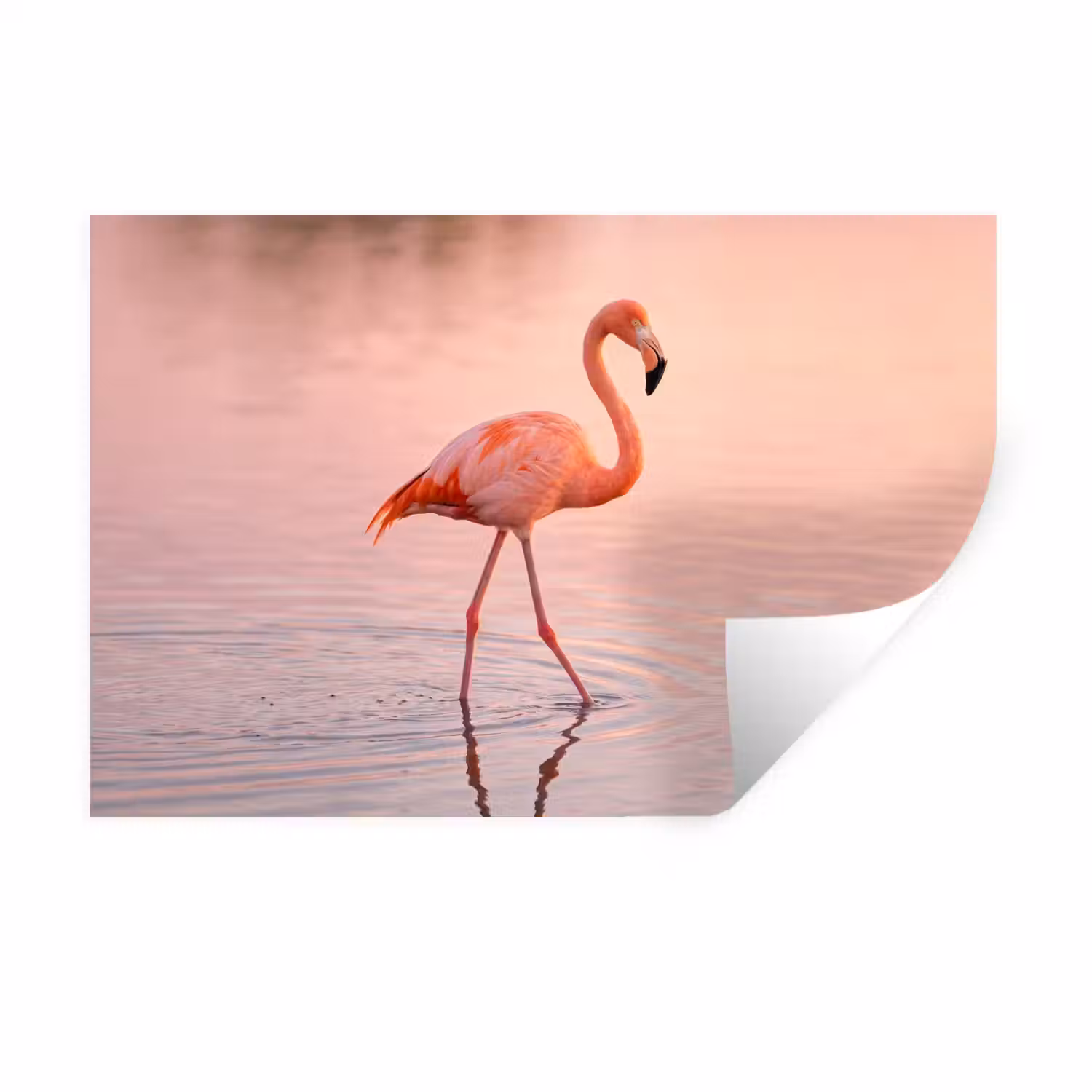 Flamingo - Water - Roze Muursticker klein -3d