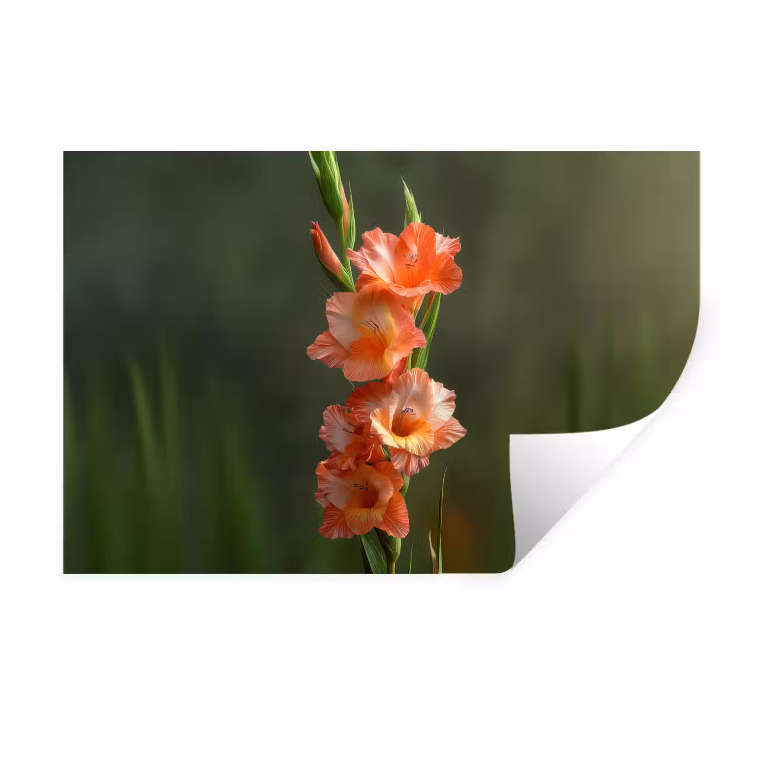 Bloem - Gladiolen - Zalmroze Muursticker klein -3d