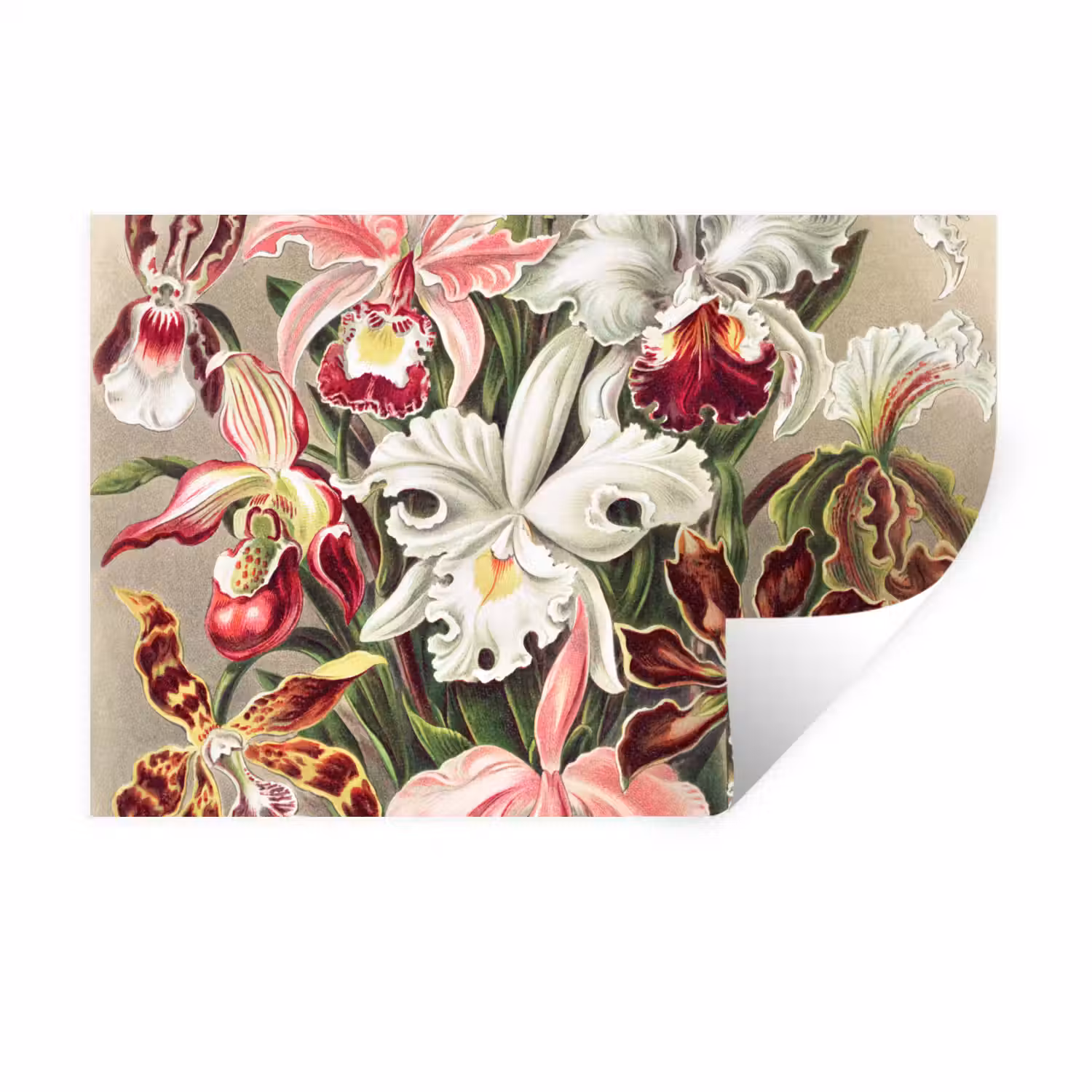 Bloemen - Ernst haeckel - Tuinposter - Vintage - Schuttingposter Muursticker klein -3d