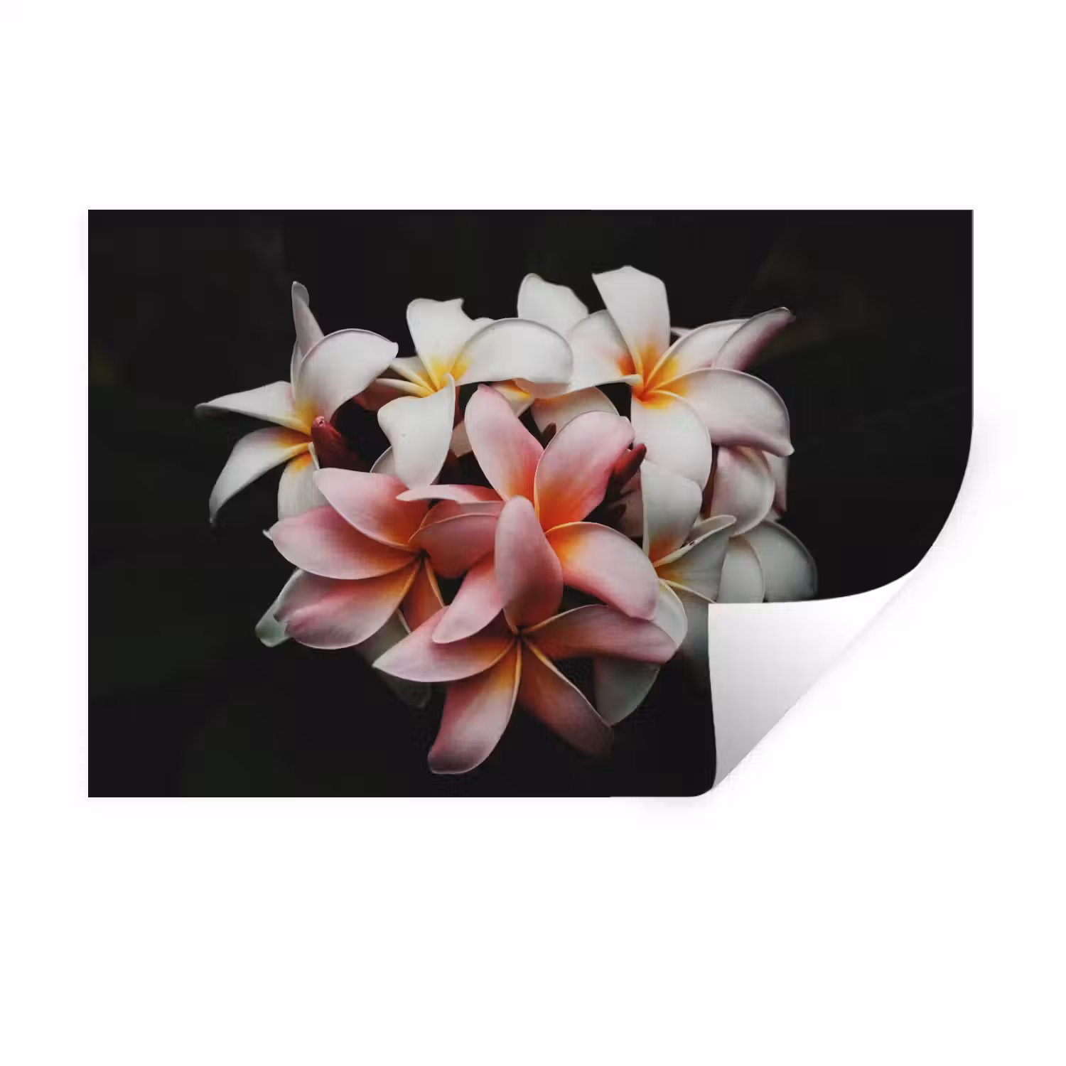 Bloemen - Roze - Zwart - Flora - Botanisch Muursticker klein -3d