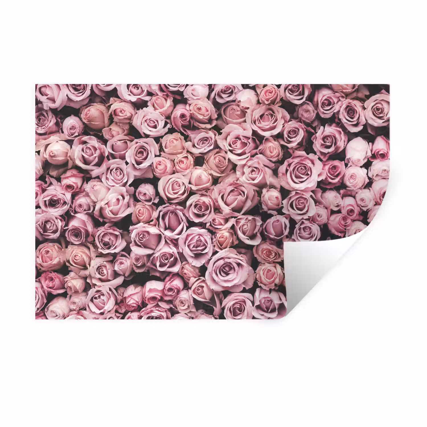 Een zee van rozen uit de natuur Muursticker klein -3d