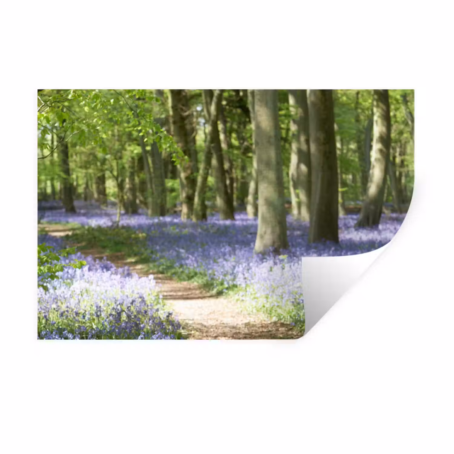 Bos - Pad - Wilde Bloemen Muursticker klein -3d