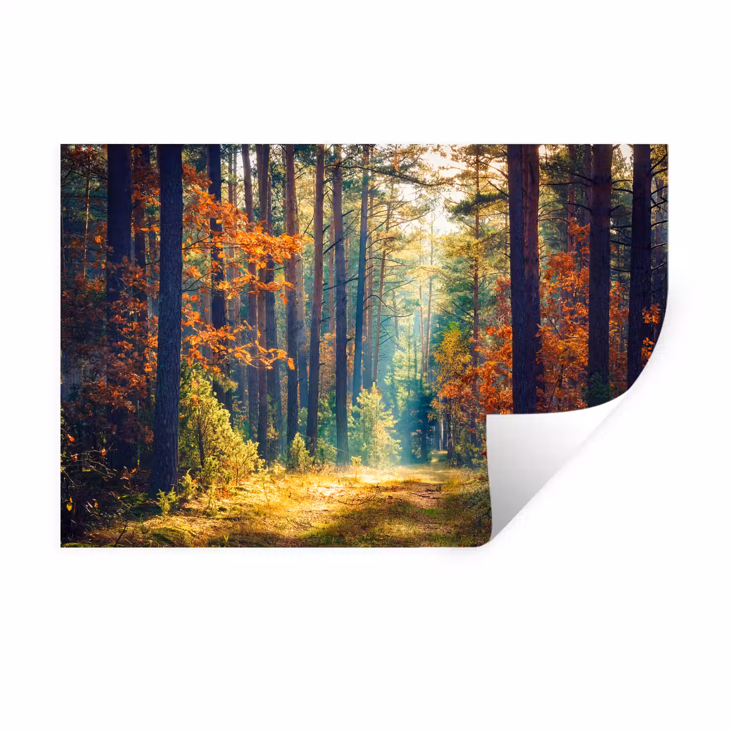 Wald - Sonne - Natur - Herbst Muursticker klein -3d