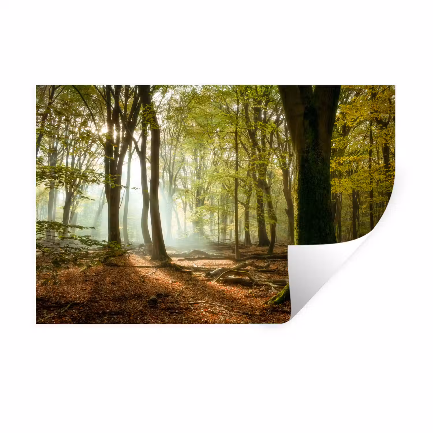 Bos - Zon - Seizoenen - Landschap Muursticker klein -3d