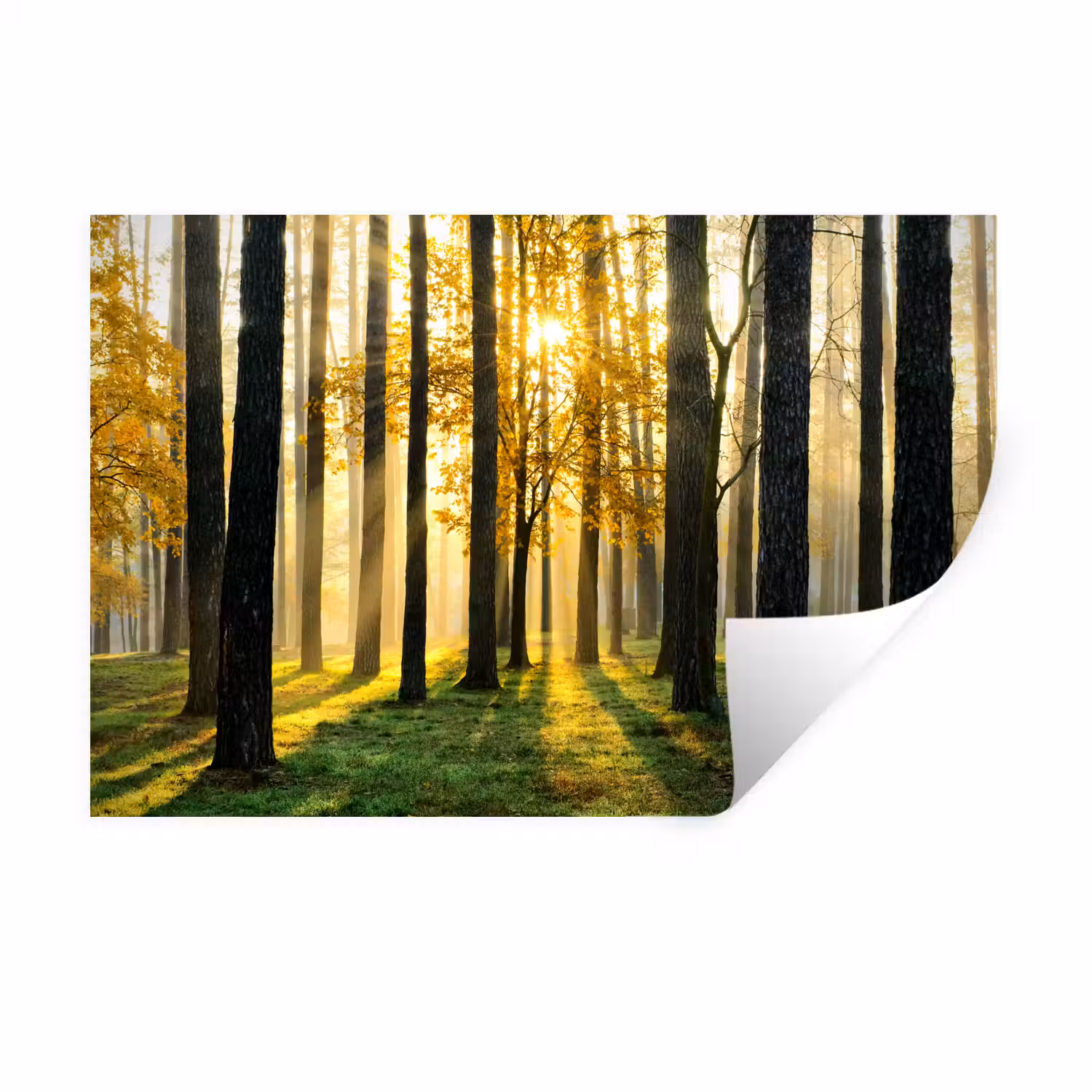 Bos - Zon - Bomen - Gras - Landschap Muursticker klein -3d