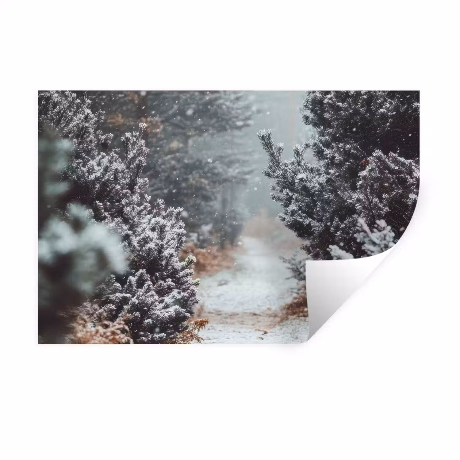 Bos - Winter - Bomen - Natuur - Pad - Sneeuw Muursticker klein -3d