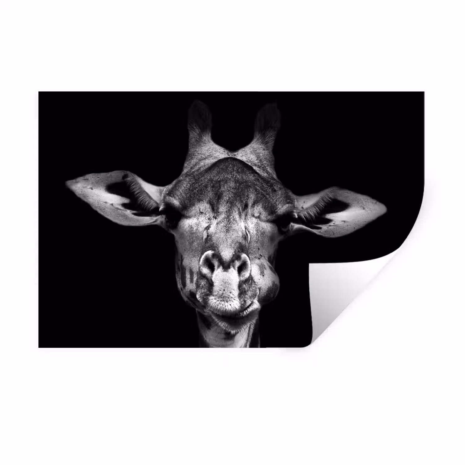 Giraffe - Portret - Dieren - Zwart - Wit Muursticker klein -3d