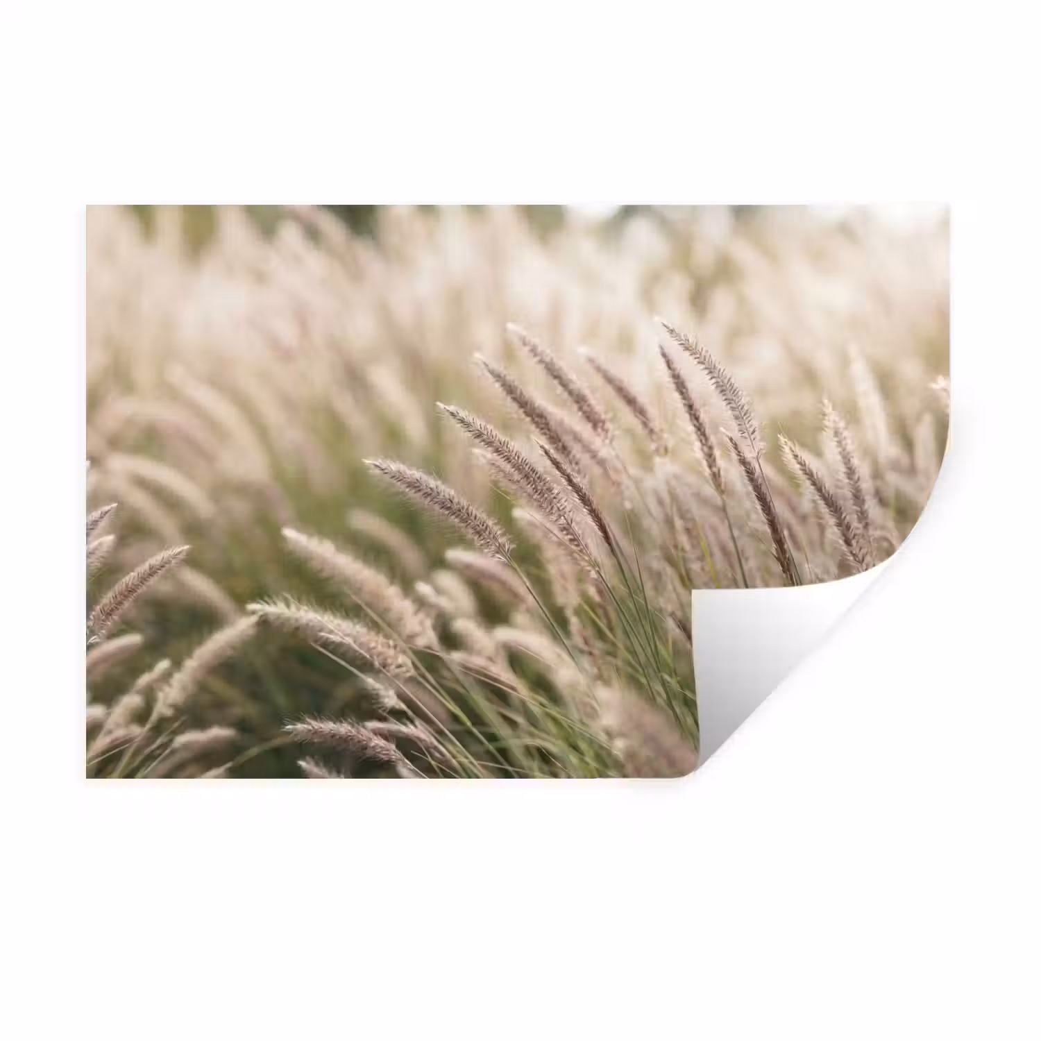 Gras - Close up - Groen Muursticker klein -3d