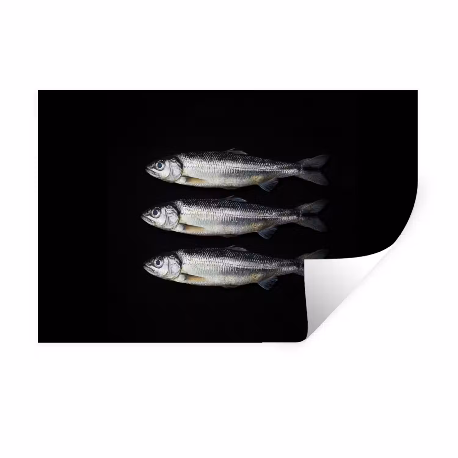 Haring - Vissen - Zwart Muursticker klein -3d