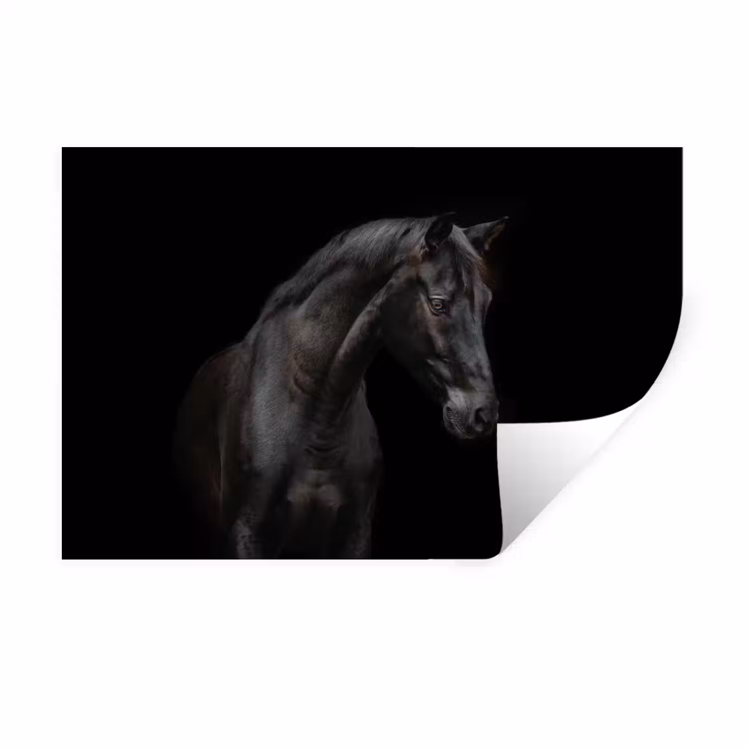 Paard - Dieren - Zwart - Portret Muursticker klein -3d