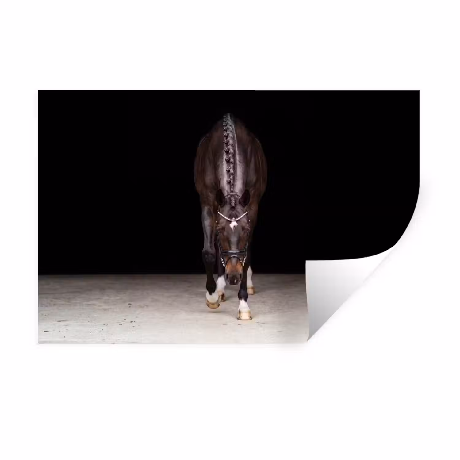 Paard - Modern - Portret Muursticker klein -3d