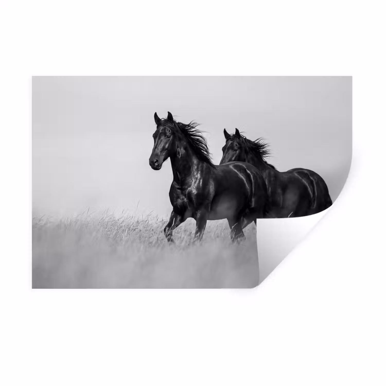 Paarden - Gras - Zwart - Wit Muursticker klein -3d