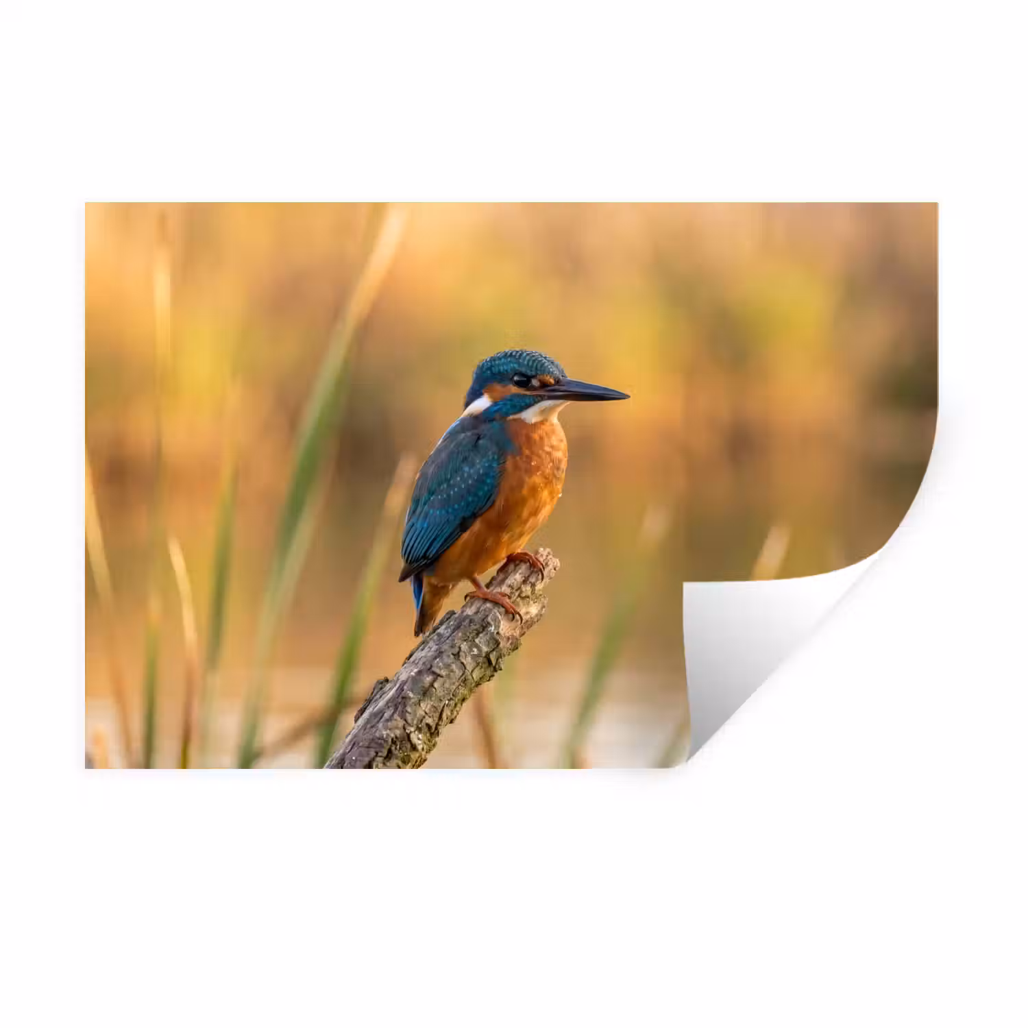 IJsvogel - Tak - Water - Kleurrijk - Levendig Muursticker klein -3d