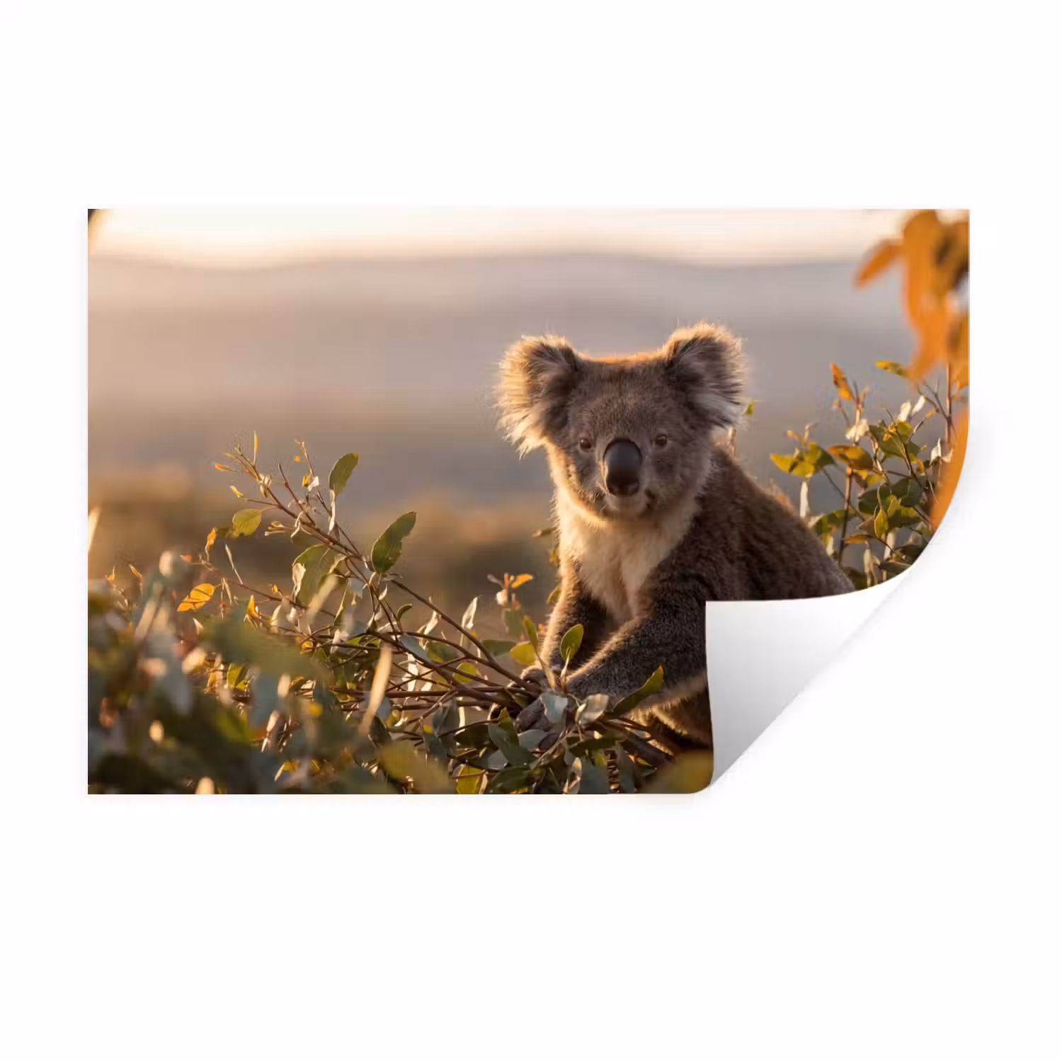 Koala - Bladeren - Ochtendlicht Muursticker klein -3d