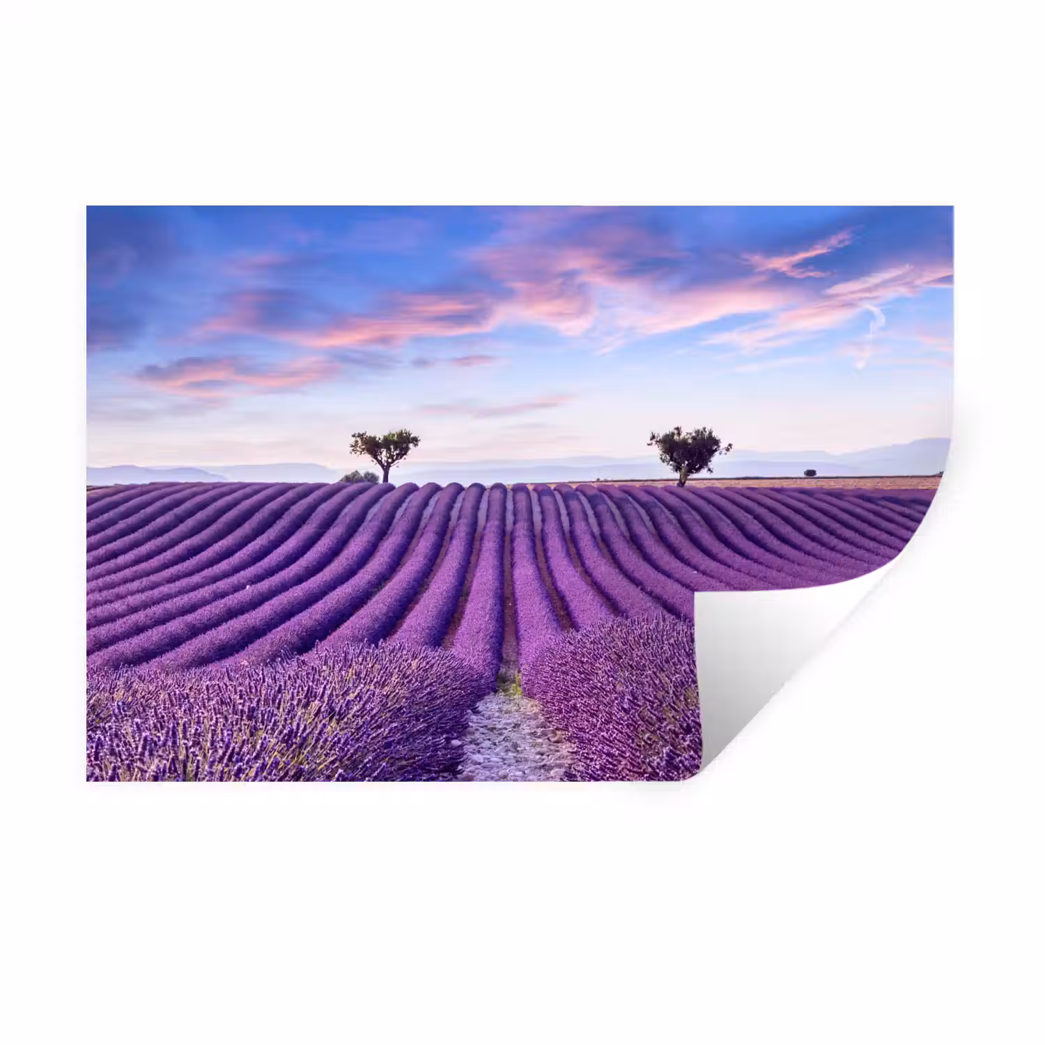 Lavendel - Natuur - Paars - Bomen - Bloemen Muursticker klein -3d