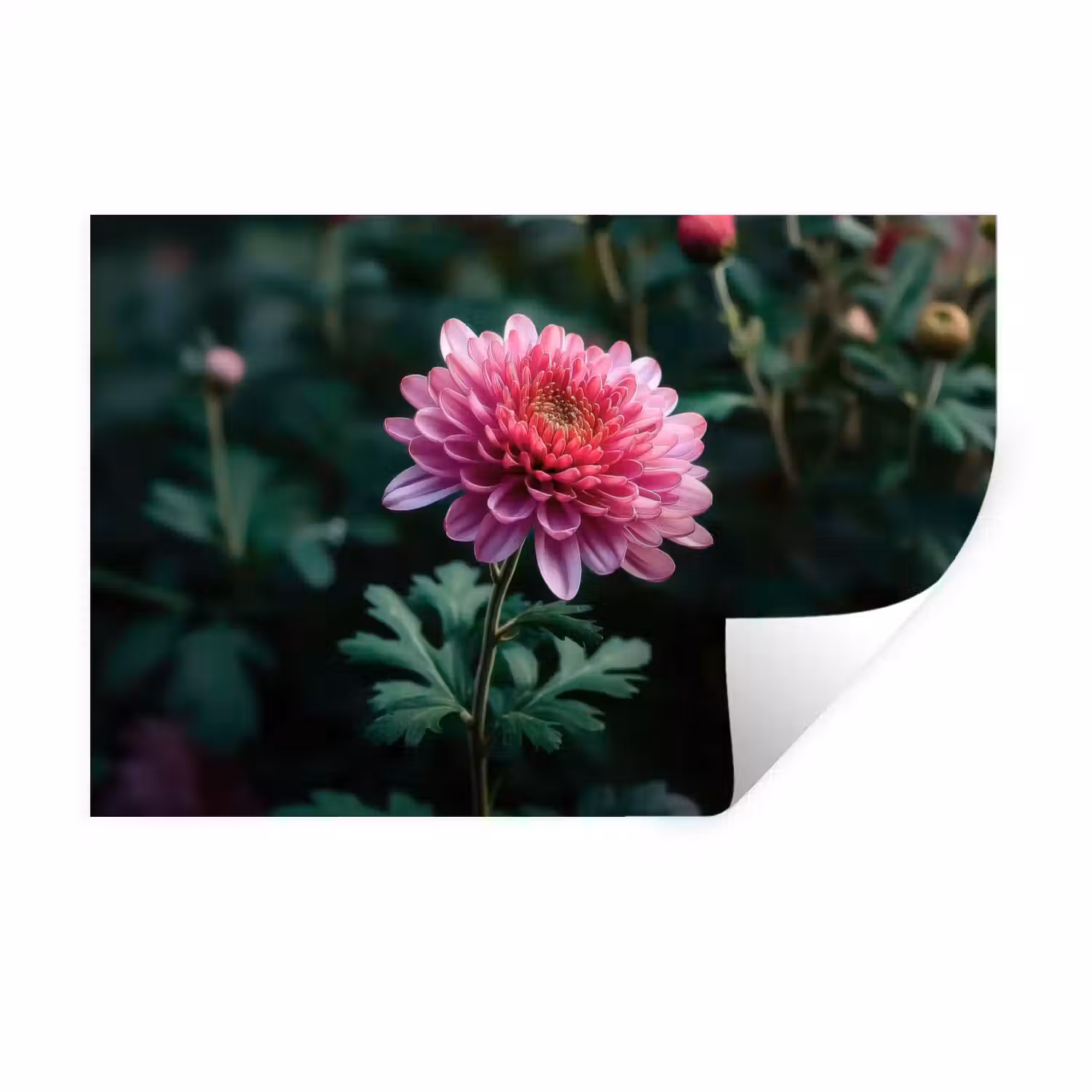 Blad - Chrysant - Roze - Schaduw Muursticker klein -3d