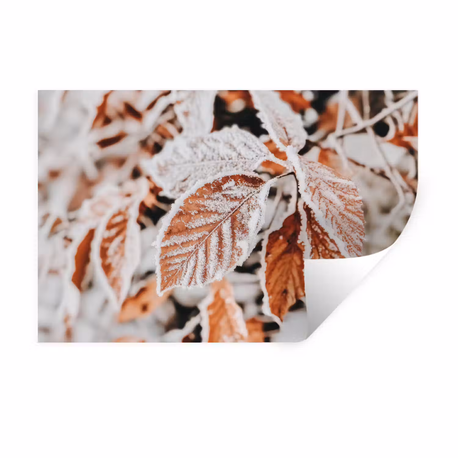 Bladeren - IJs - Winter - Natuur Muursticker klein -3d