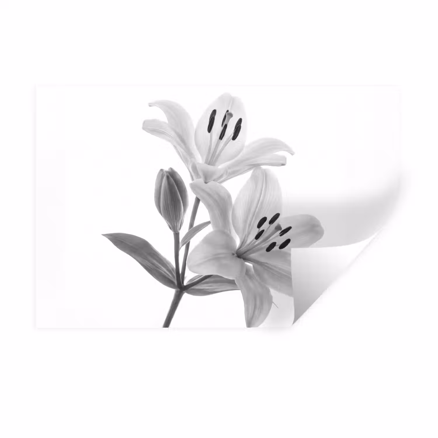 Lelies - Elegant - Zwart - Wit Muursticker klein -3d