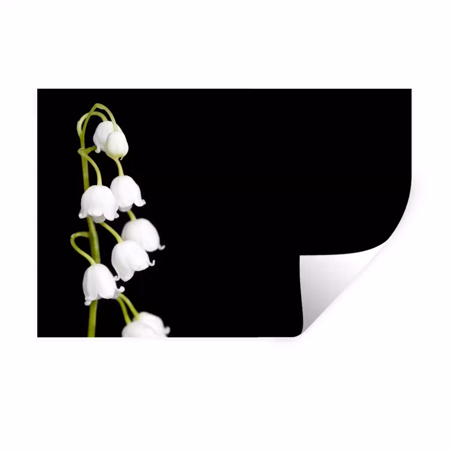 Lelietjes van dalen - Bloemen - Zwart - Flora Muursticker klein -3d