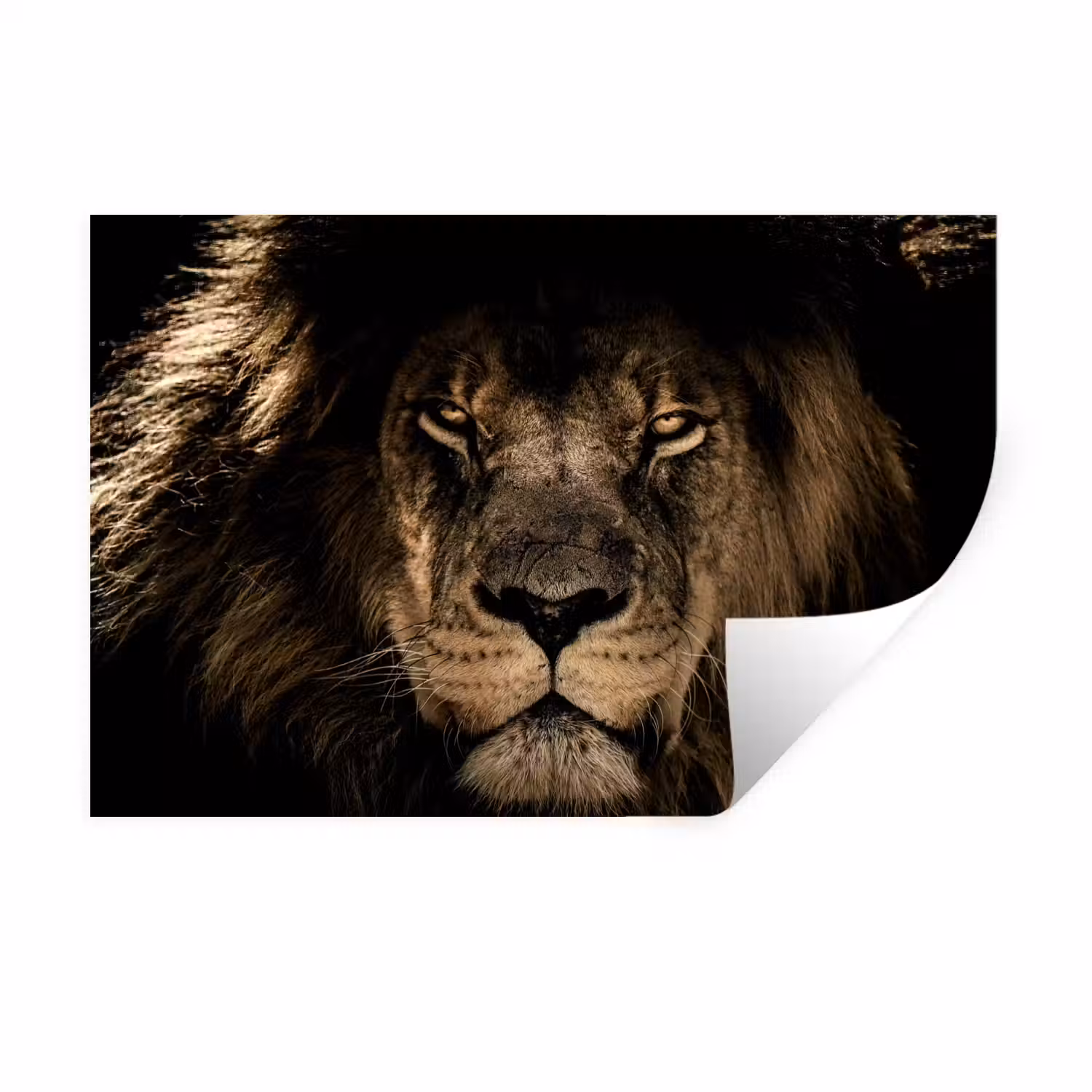 Leeuw - Dieren - Zwart - Portret Muursticker klein -3d