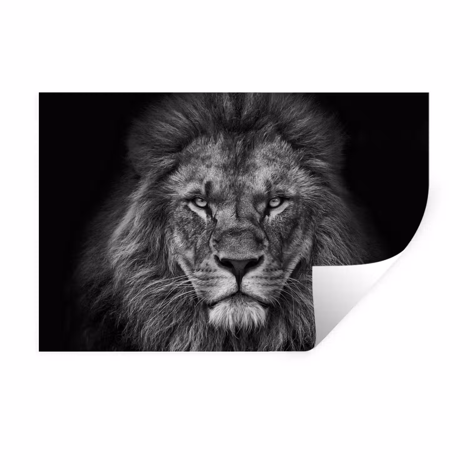Leeuw - Dieren - Zwart - Wit Muursticker klein -3d