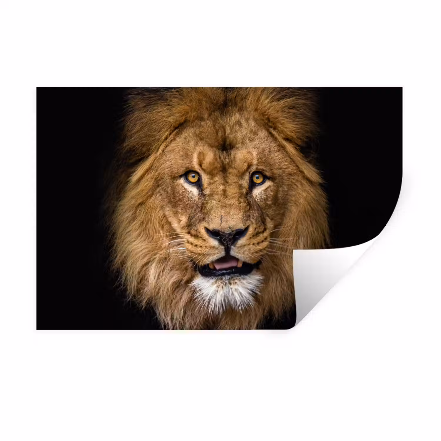 Leeuw - Portret - Zwart - Dieren Muursticker klein -3d