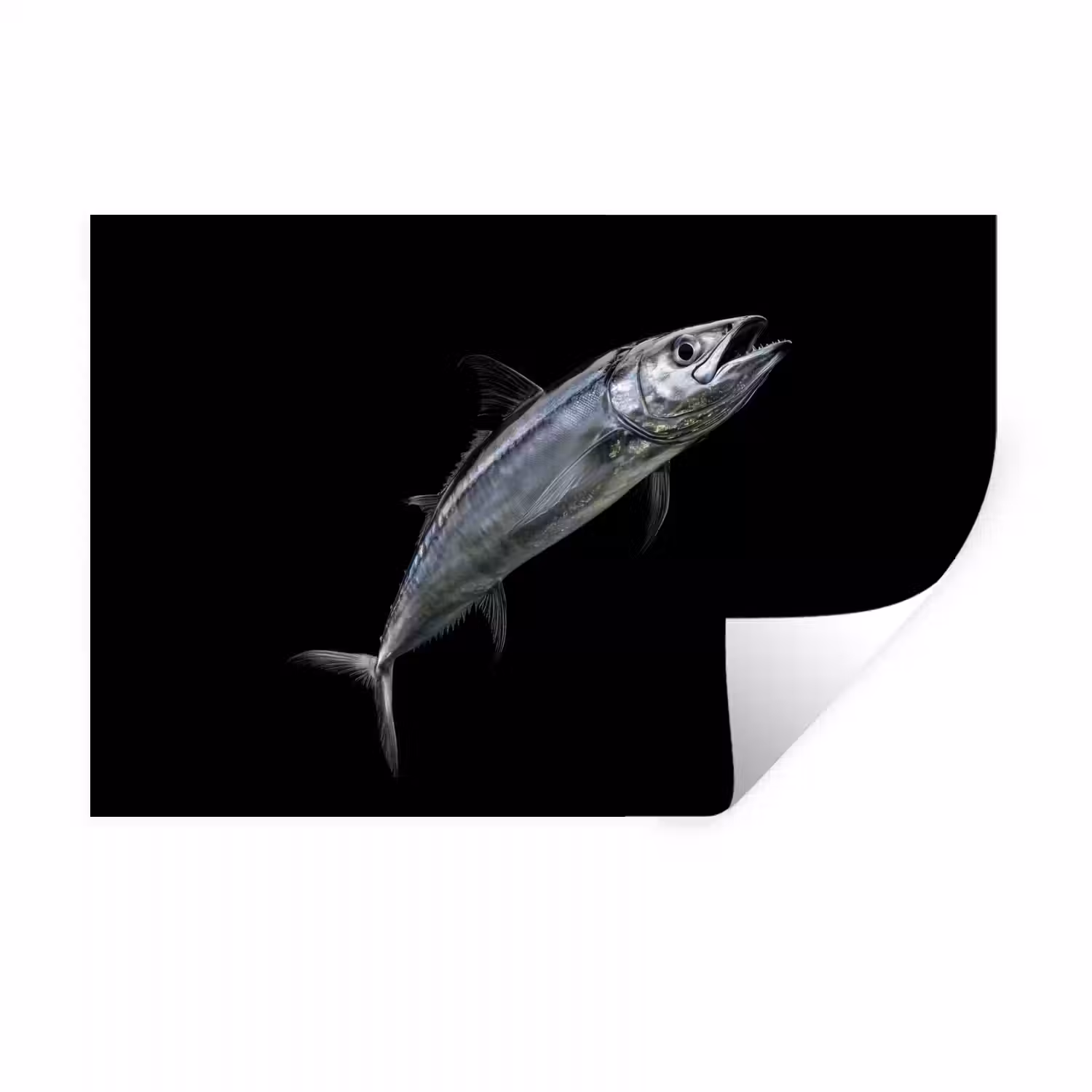 Makreel - Vis - Zwart Muursticker klein -3d
