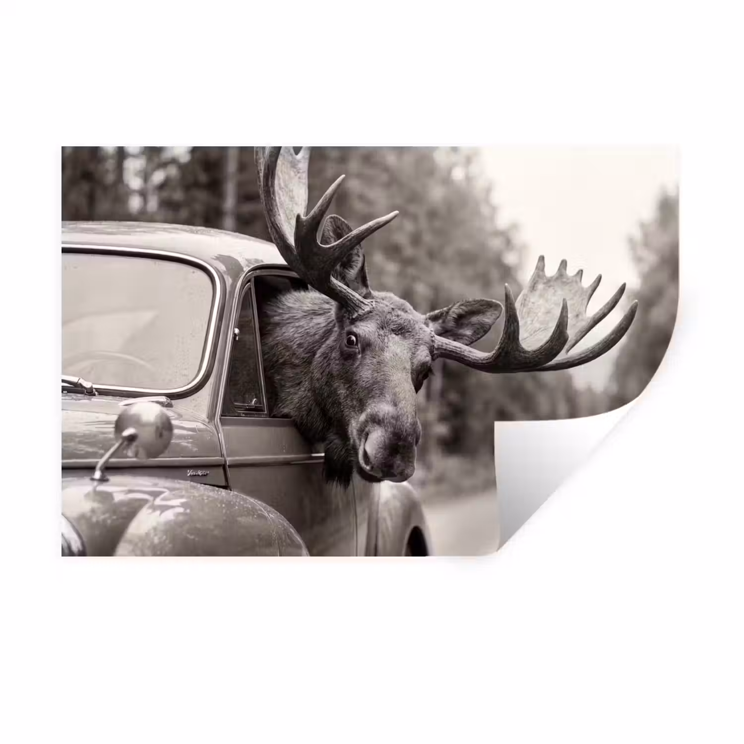 Eland - Auto - Gewei - Zwart - Wit Muursticker klein -3d