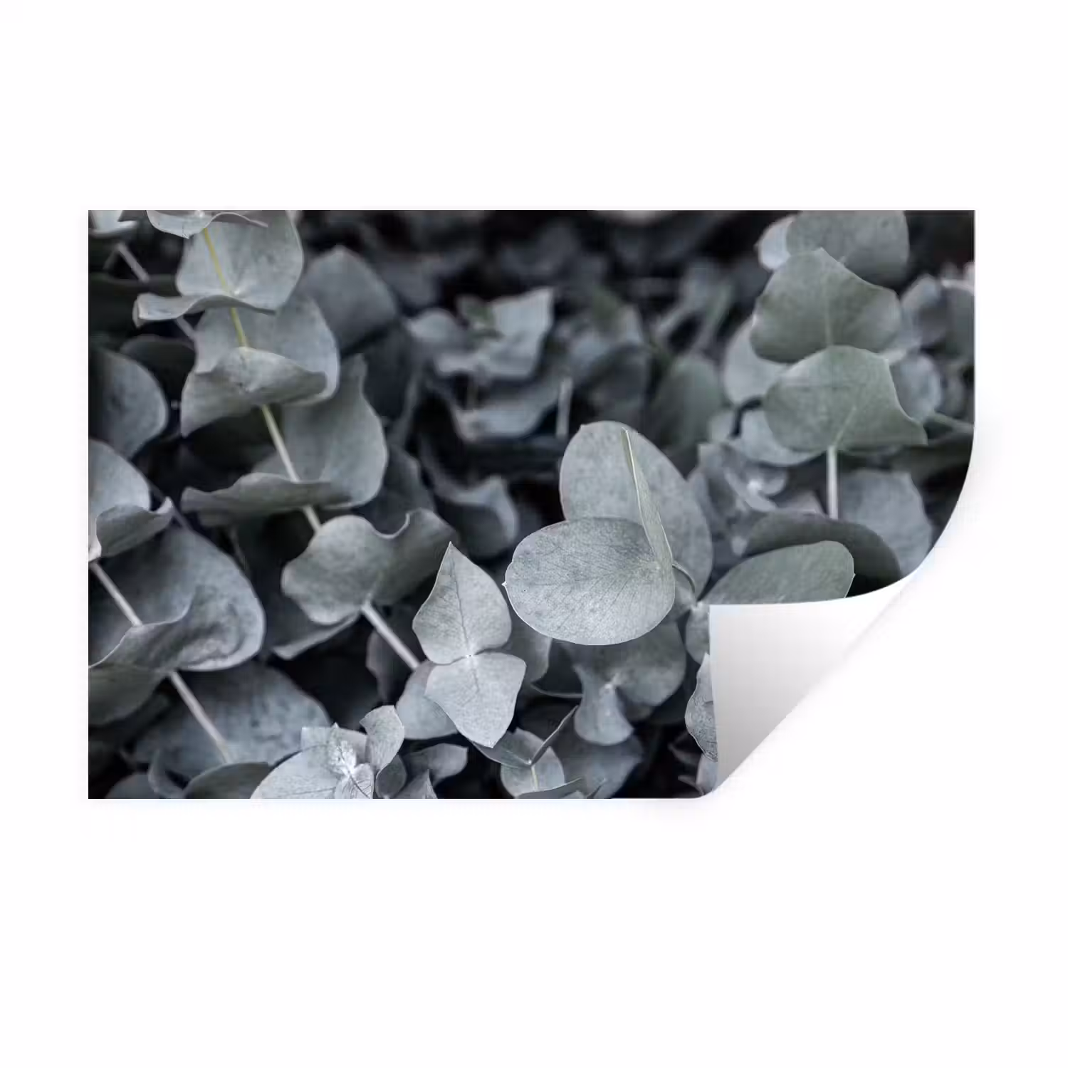 Close-up van eucalyptusplanten uit de natuur Muursticker klein -3d
