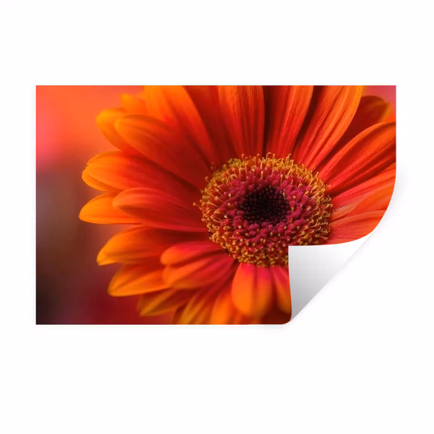 Oranje - Gerbera - Intens Muursticker klein -3d