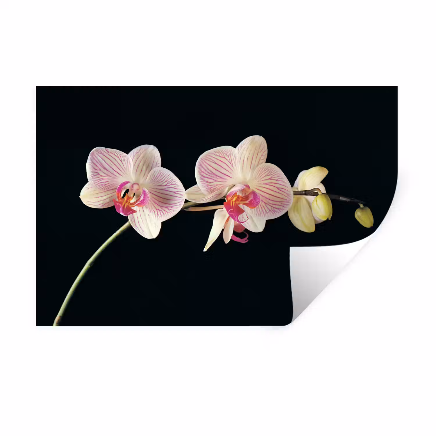 Orchidee - Bloemen - Zwart - Roze - Knoppen Muursticker klein -3d