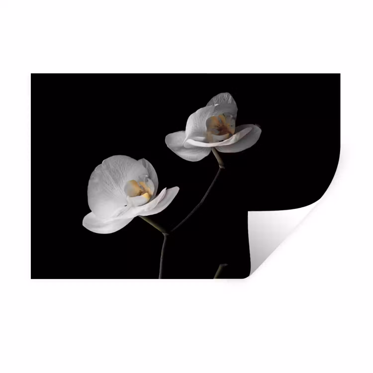 Orchidee - Bloemen - Zwart - Wit - Stilleven Muursticker klein -3d
