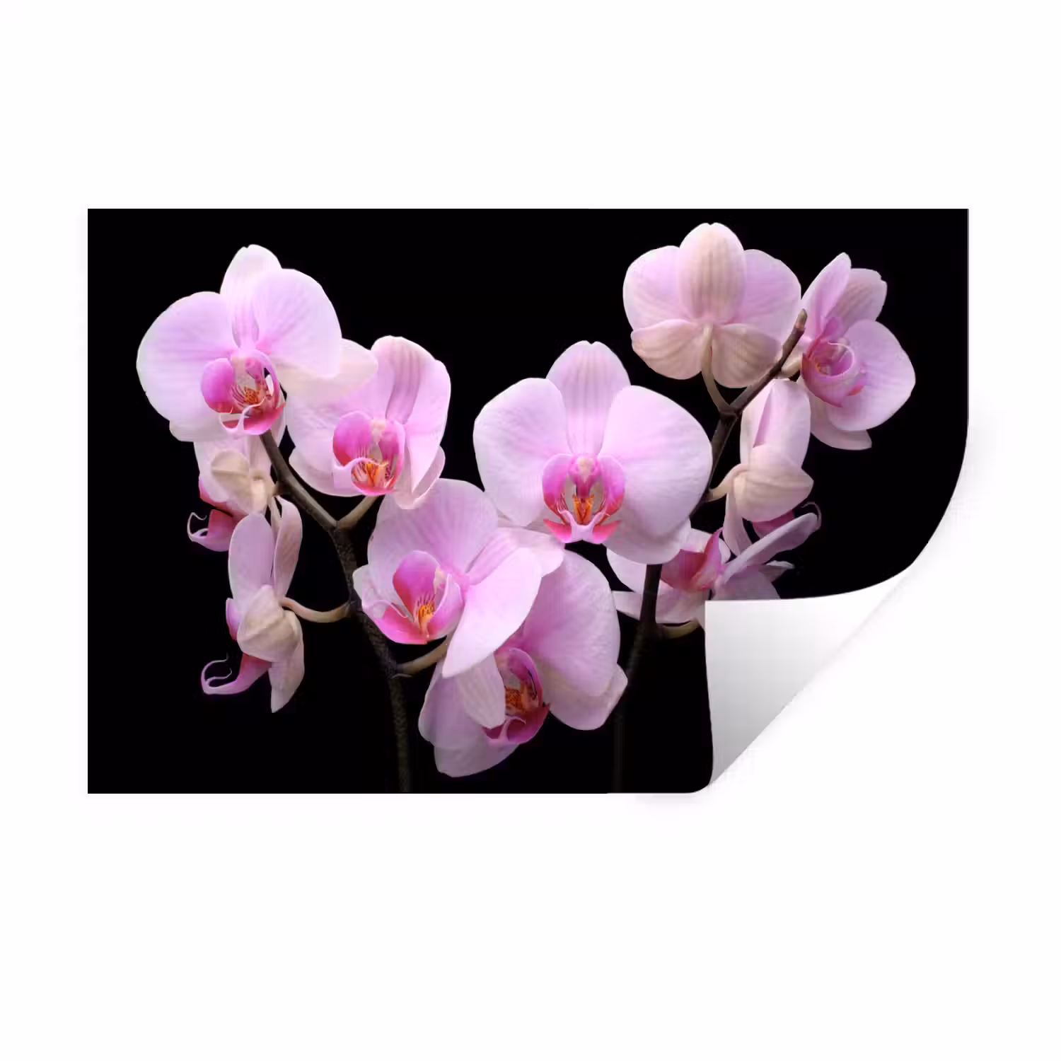 Orchidee - Bloemen - Roze - Flora Muursticker klein -3d