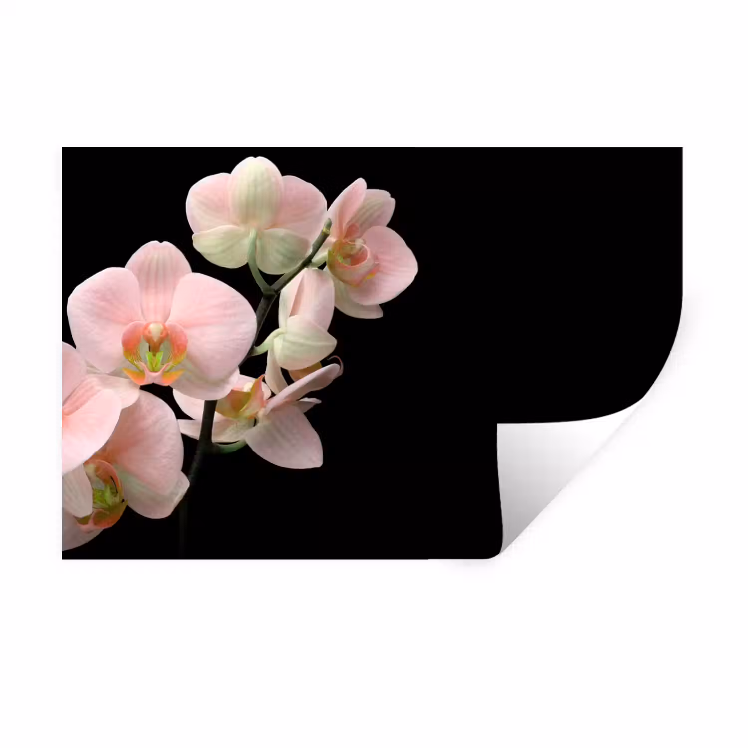 Orchidee - Bloemen - Roze - Stilleven - Flora Muursticker klein -3d