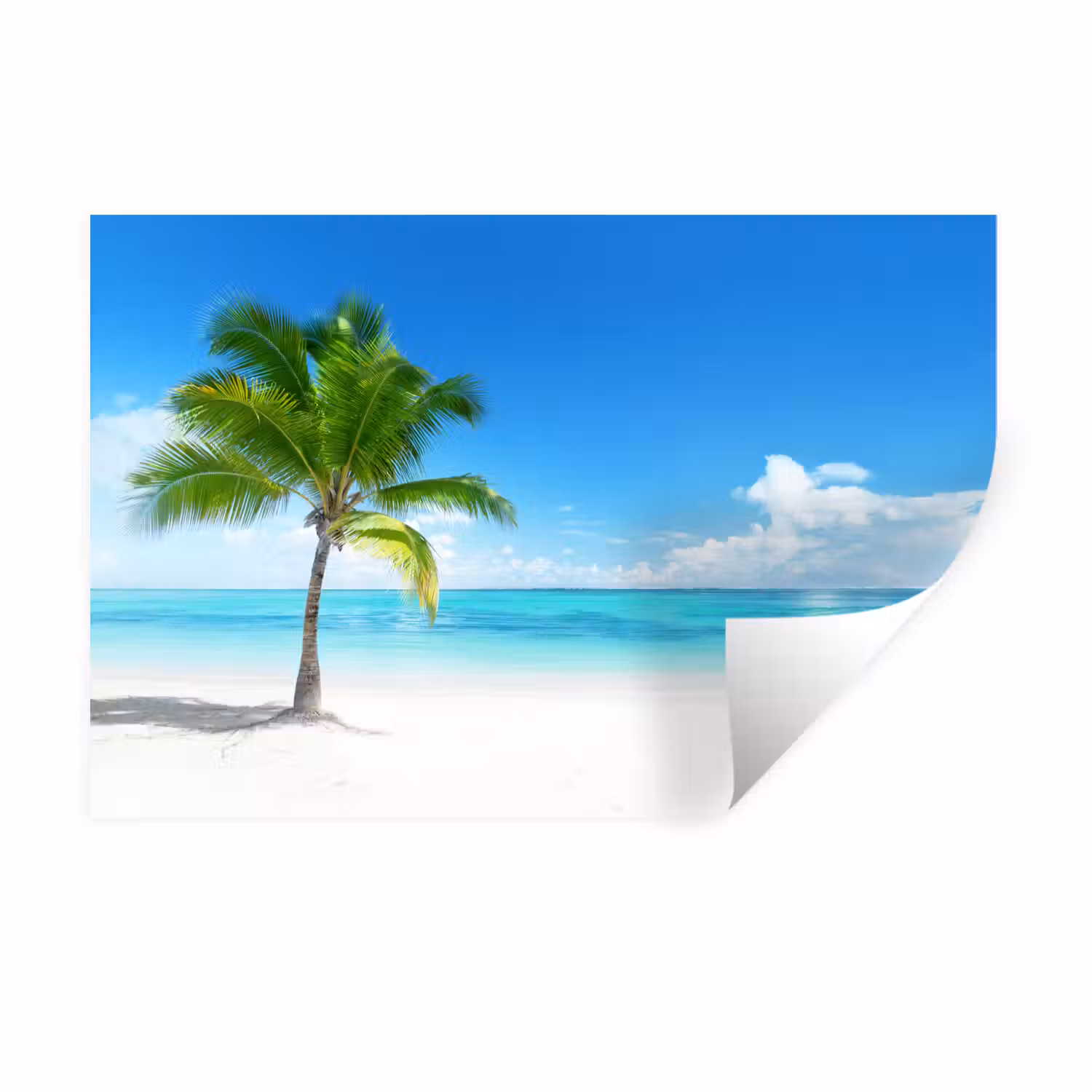 Palmboom - Strand - Zee - Zomer Muursticker klein -3d