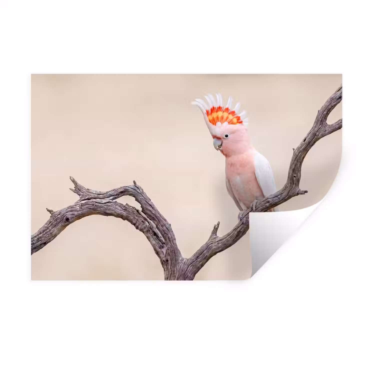 Papagaai - Tak - Roze Muursticker klein -3d