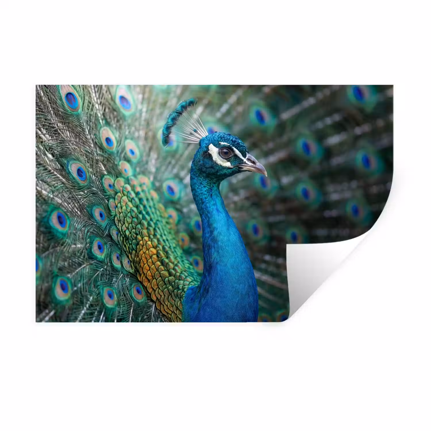 Pauw - Veren - Blauw Muursticker klein -3d