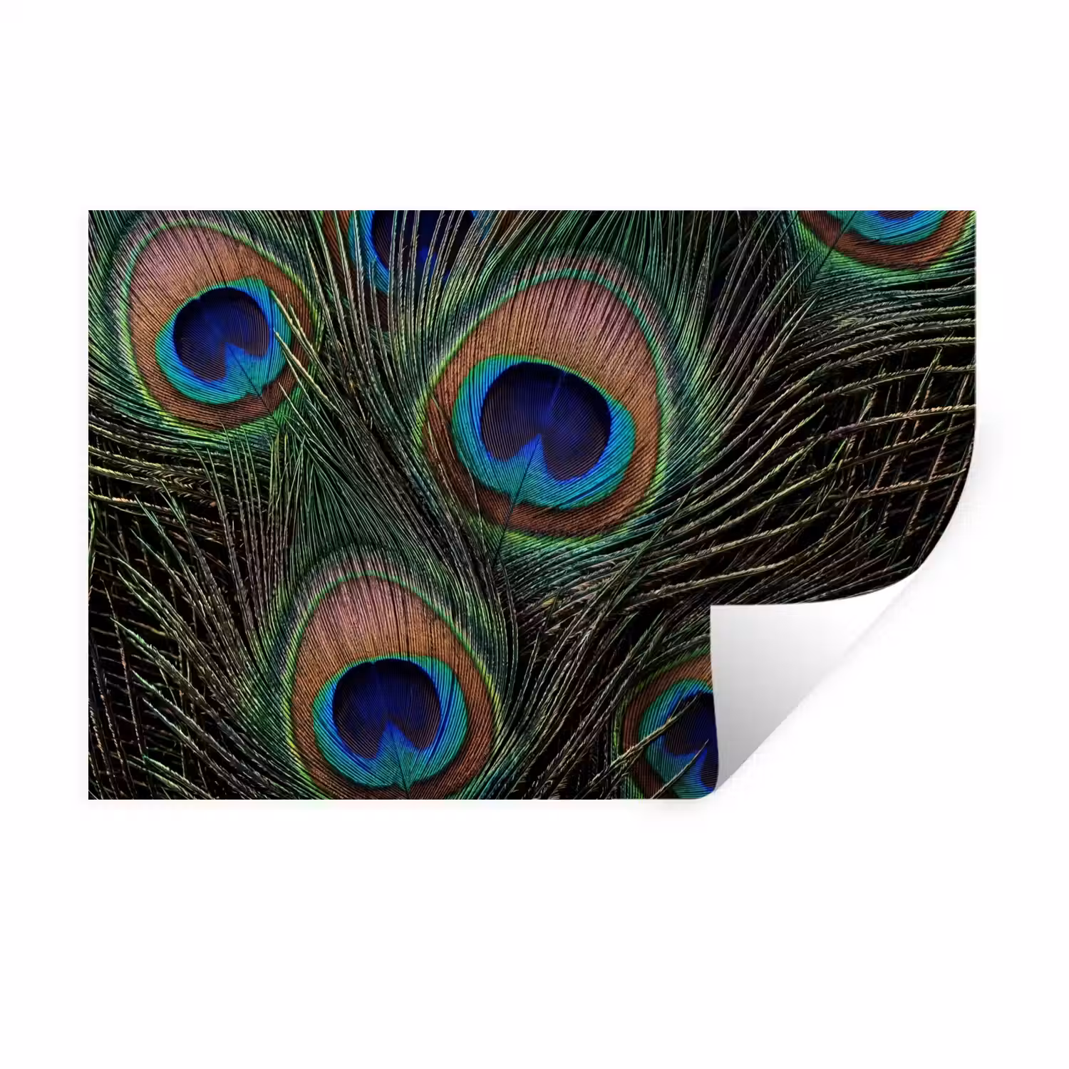 Pauwenveren - Klassiek - Groen Muursticker klein -3d